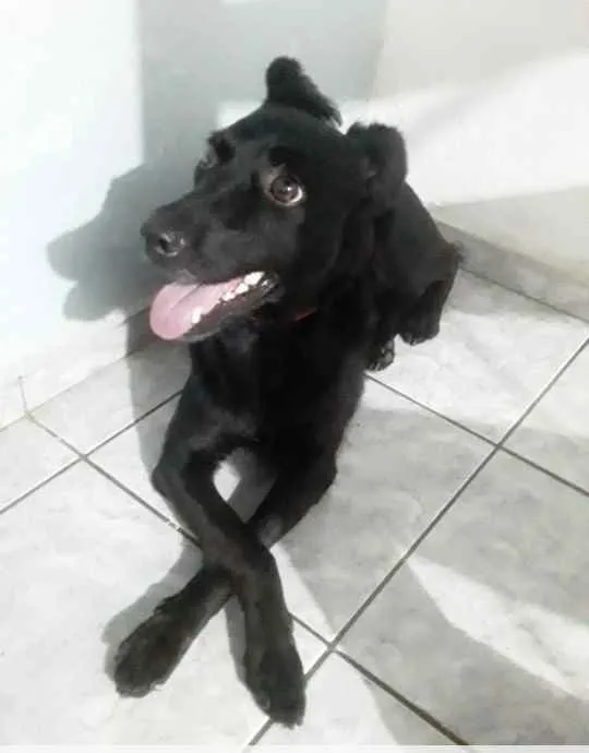 Cachorro raça SRD idade 2 anos nome Juliette (julie)