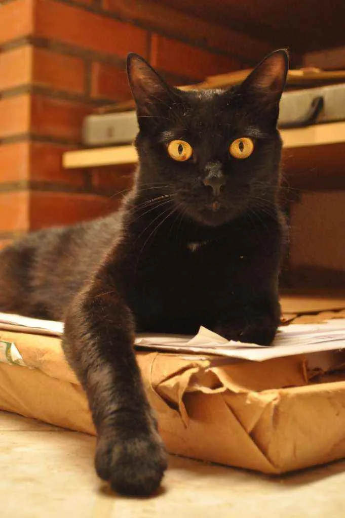 Gato ra a SRD idade 2 anos nome Pretinha