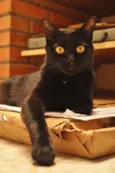 Pretinha