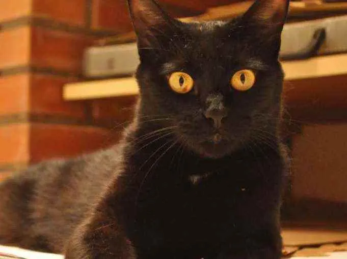 Gato ra a SRD idade 2 anos nome Pretinha
