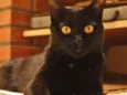 Pretinha