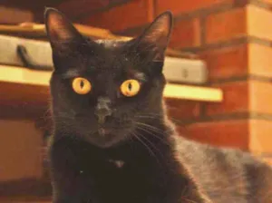 Gato raça SRD idade 2 anos nome Pretinha