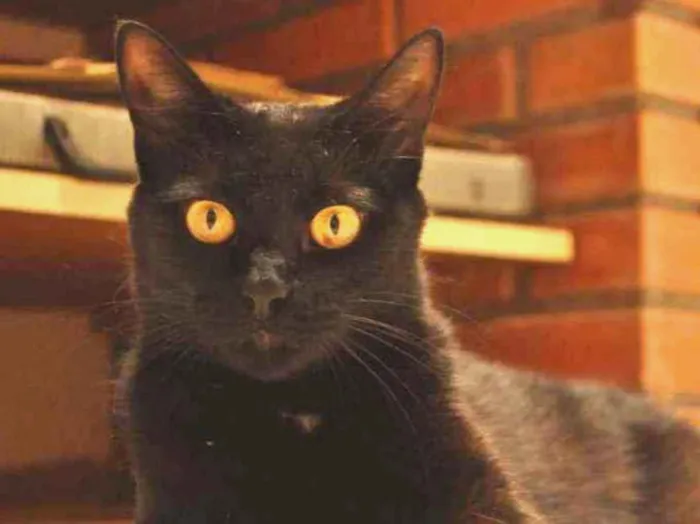 Gato ra a SRD idade 2 anos nome Pretinha