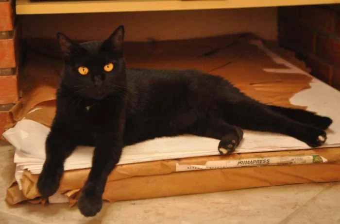 Gato ra a SRD idade 2 anos nome Pretinha