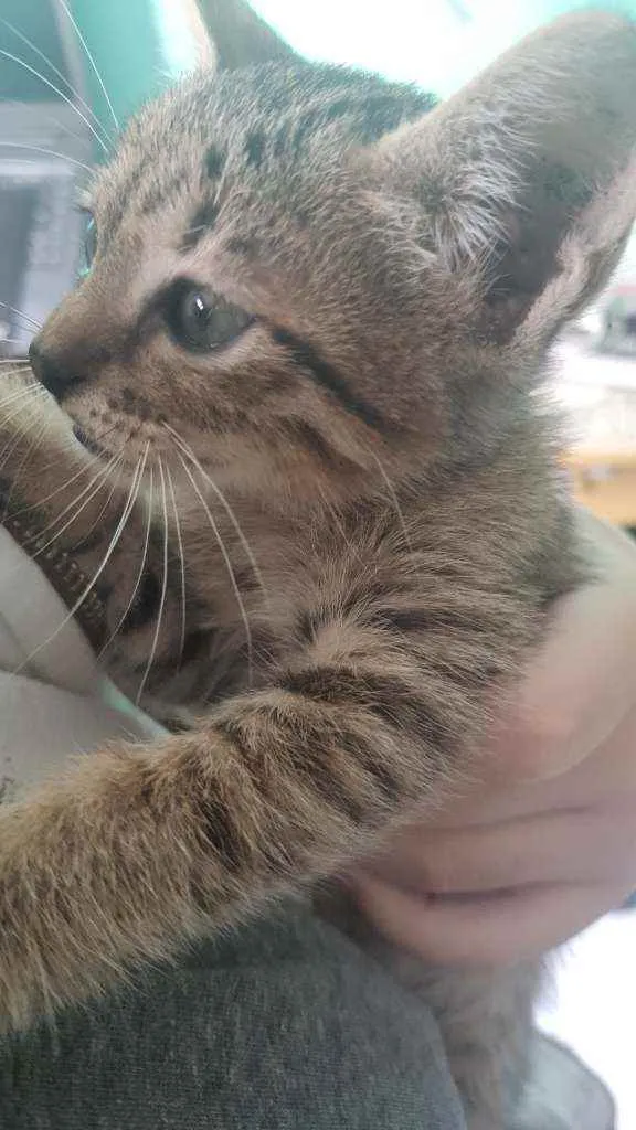 Gato ra a Sem raça definida  idade Abaixo de 2 meses nome Jack