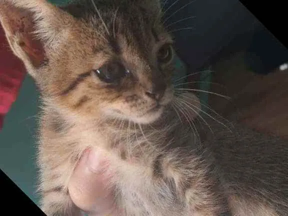 Gato ra a Sem raça definida  idade Abaixo de 2 meses nome Jack