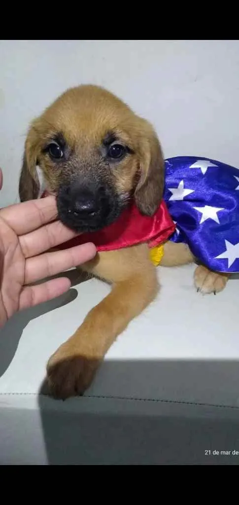 Cachorro ra a Pai Pit Bull com Fila, mãe SRD idade 2 a 6 meses nome Filhotes sem nome