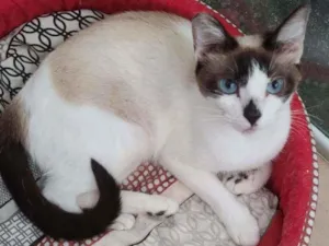 Gato raça SRD idade 1 ano nome Nicole