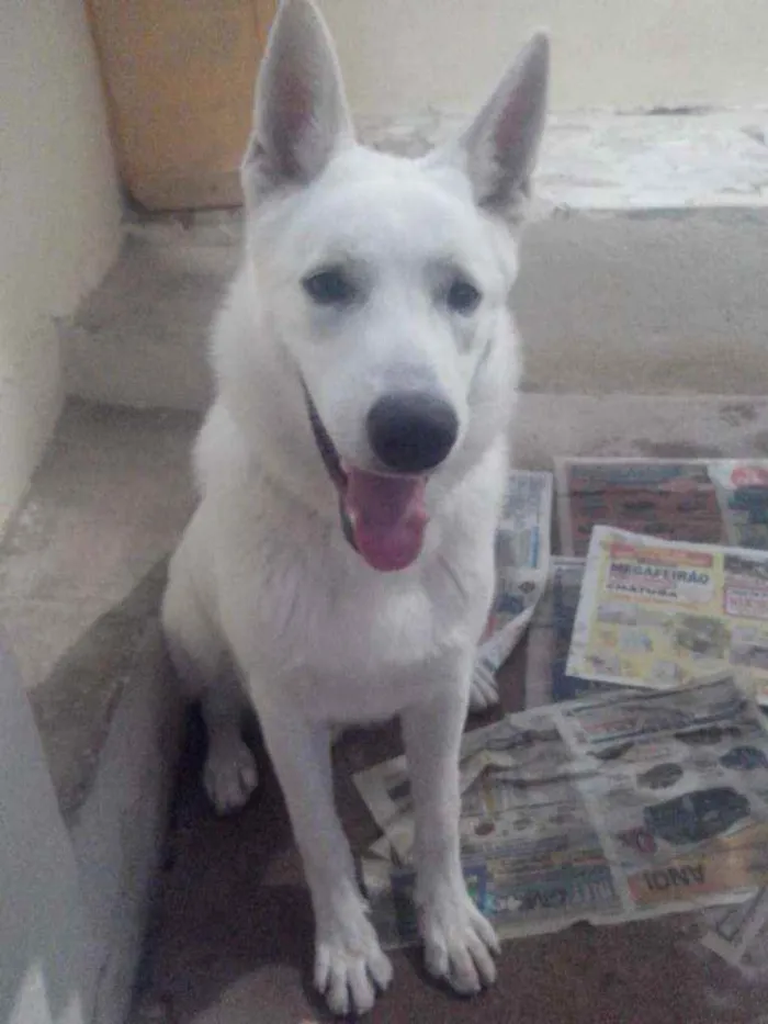 Cachorro ra a Pastor Canadense idade 4 anos nome Rajah