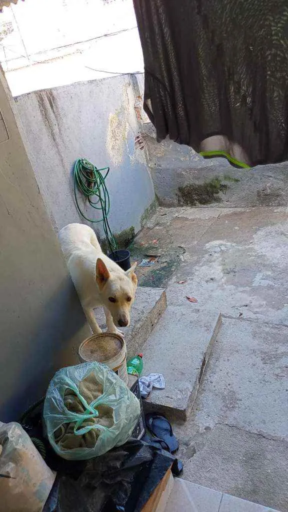 Cachorro ra a Pastor Canadense idade 4 anos nome Rajah