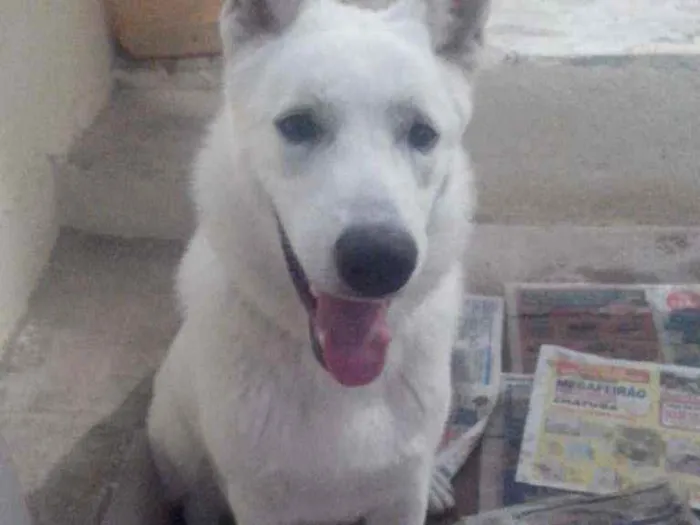 Cachorro ra a Pastor Canadense idade 4 anos nome Rajah