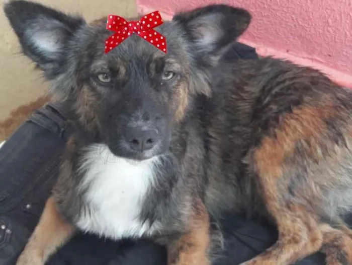 Cachorro ra a Mestiça  idade 7 a 11 meses nome Minnie 