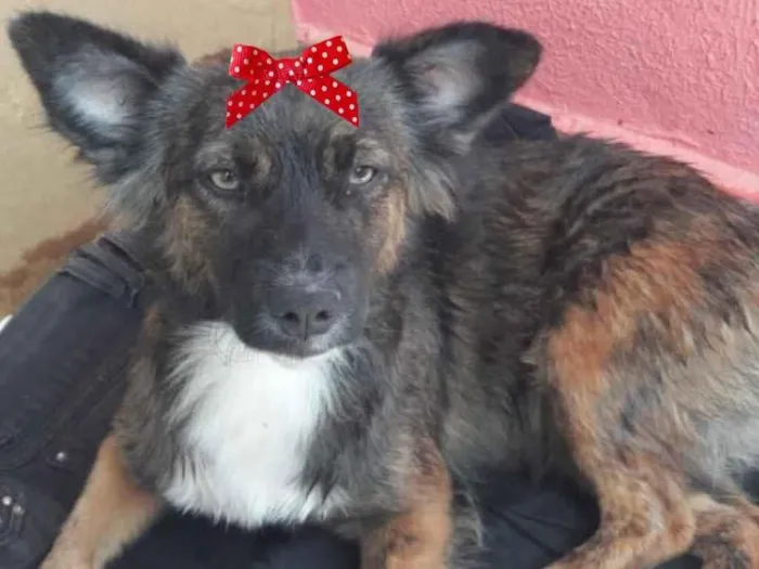 Cachorro ra a Mestiça  idade 7 a 11 meses nome Minnie 