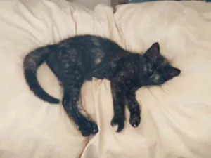 Gato raça SRD idade 2 a 6 meses nome Ravena