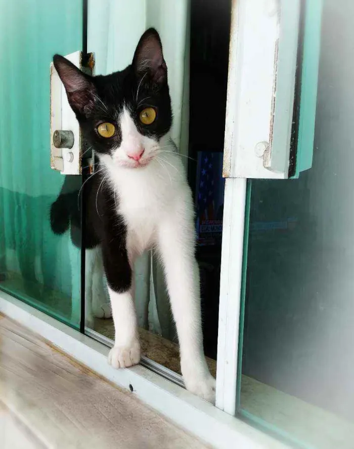 Gato ra a srd idade 2 a 6 meses nome Janjão