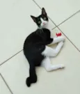 Janjão
