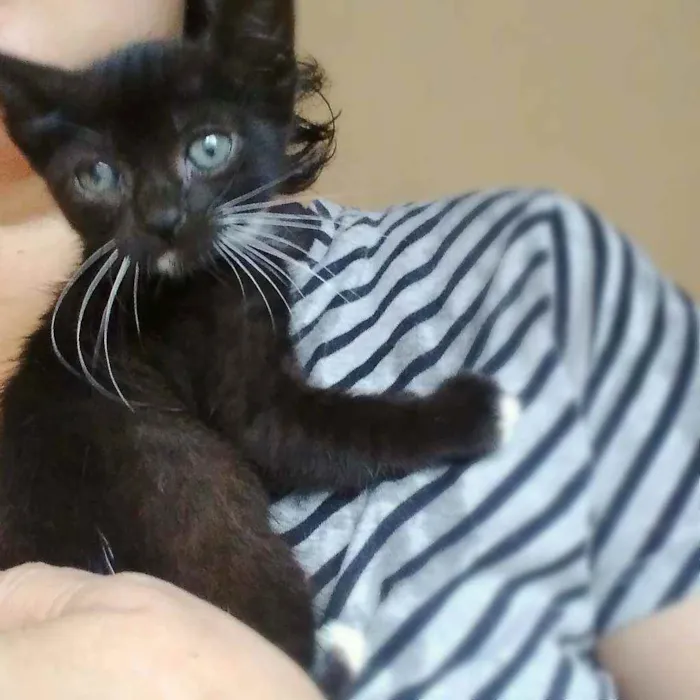 Gato ra a srd idade 2 a 6 meses nome Estrela