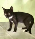Estrela