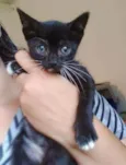 Estrela