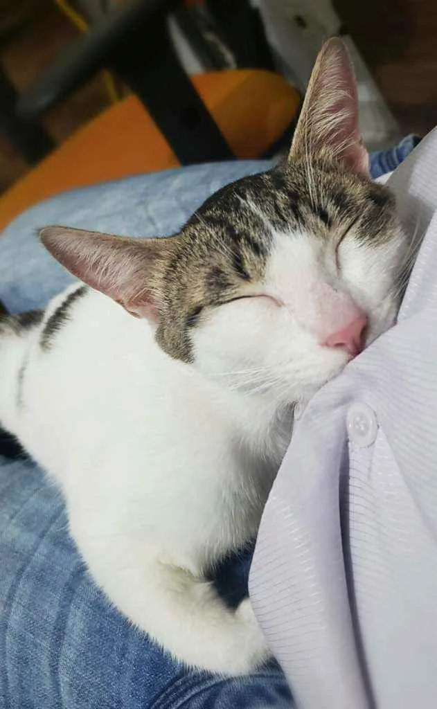 Gato ra a srd idade 7 a 11 meses nome Mel