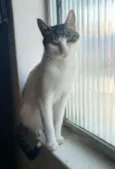 Mel
