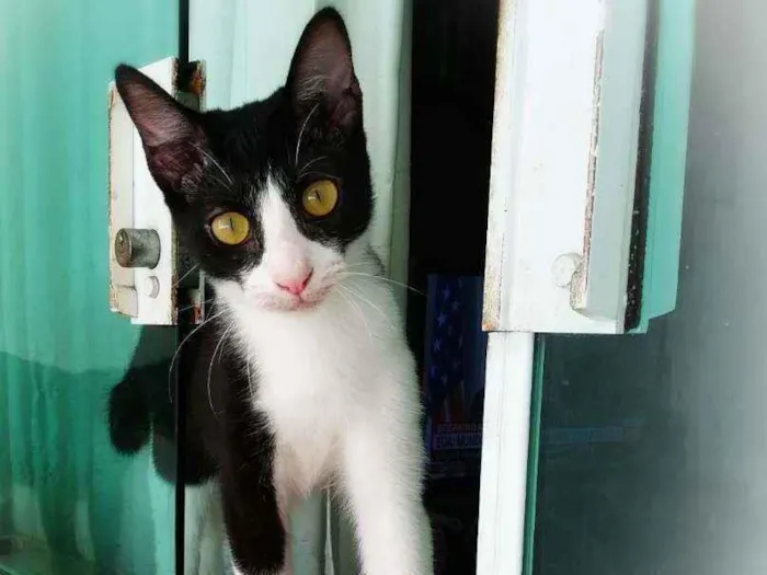 Gato ra a srd idade 2 a 6 meses nome Janjão