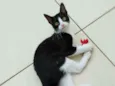 Janjão