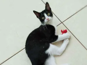 Gato raça srd idade 2 a 6 meses nome Janjão