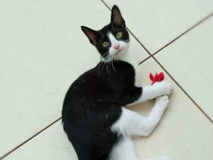 Gato ra a srd idade 2 a 6 meses nome Janjão