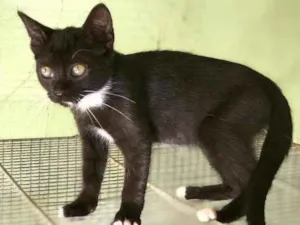Gato raça srd idade 2 a 6 meses nome Estrela