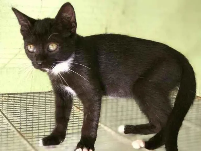 Gato ra a srd idade 2 a 6 meses nome Estrela