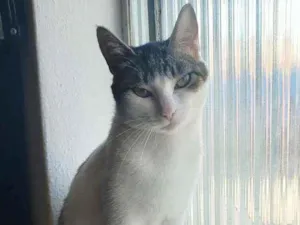 Gato raça srd idade 7 a 11 meses nome Mel