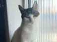 Mel