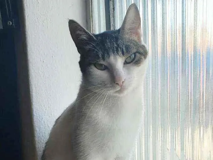 Gato ra a s idade 7 a 11 meses nome Mell