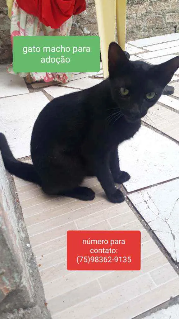 Gato ra a  idade 2 a 6 meses nome Mel