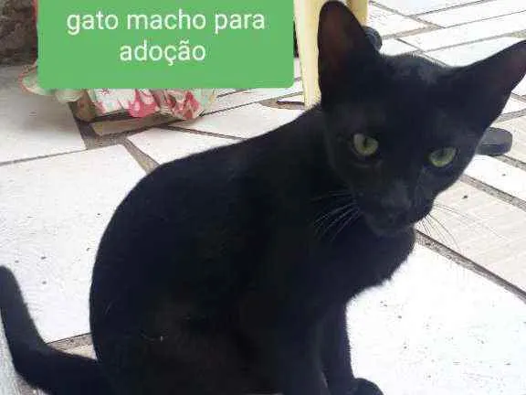 Gato ra a  idade 2 a 6 meses nome Mel