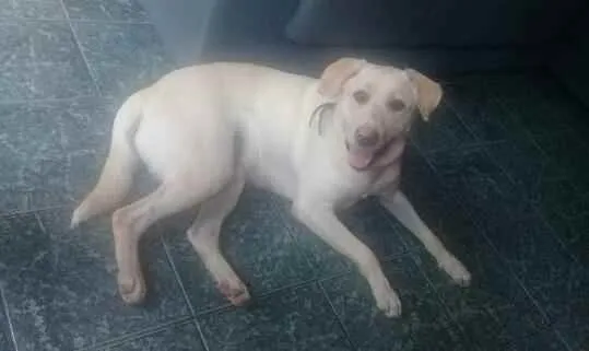 Cachorro ra a Labrador idade 2 anos nome Chokito