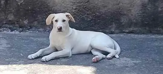 Cachorro ra a Labrador idade 2 anos nome Chokito