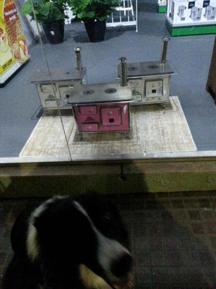 Cachorro ra a Border Colie idade 2 anos nome Luke
