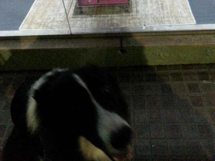 Cachorro ra a Border Colie idade 2 anos nome Luke