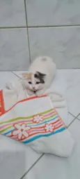 Gatinho
