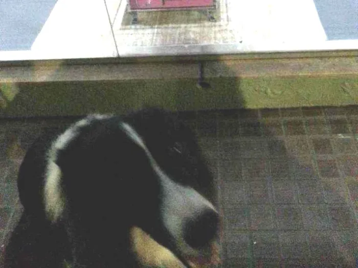 Cachorro ra a Border Colie idade 2 anos nome Luke