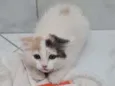 Gatinho