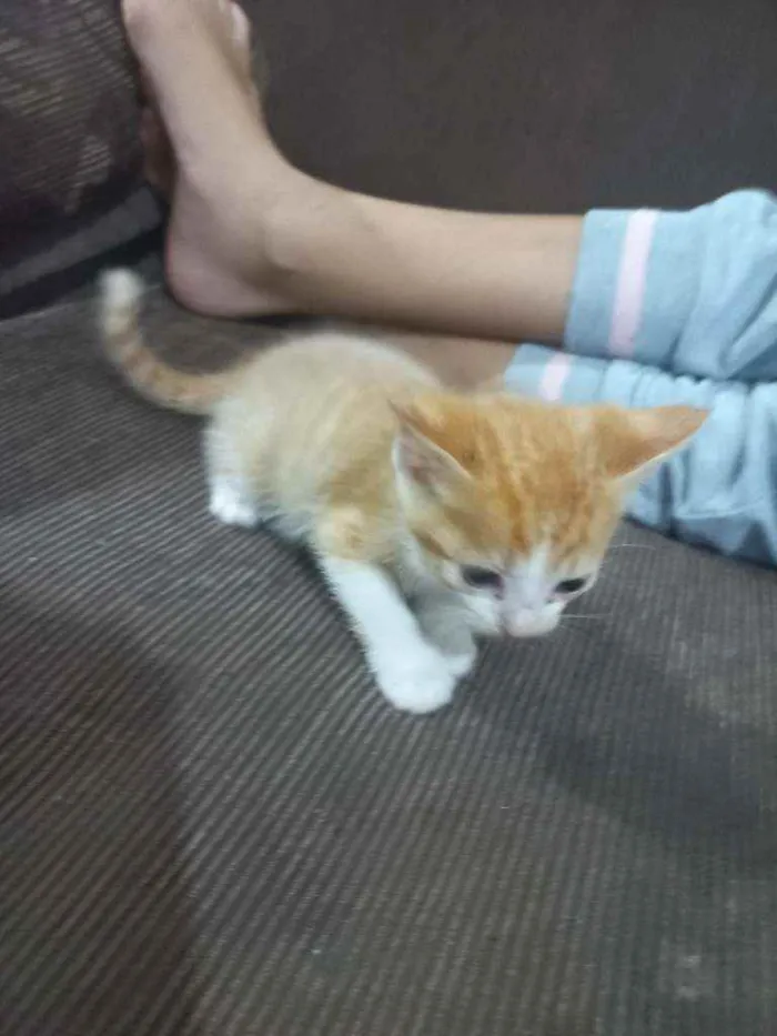 Gato ra a Srd idade Abaixo de 2 meses nome Sem nome 