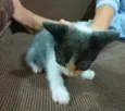 Sem