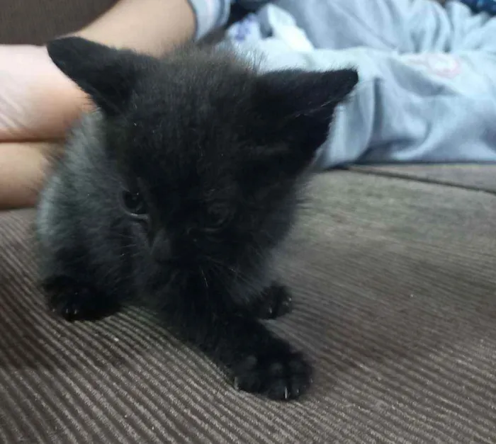 Gato ra a Srd idade Abaixo de 2 meses nome Não tem