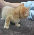 Sem