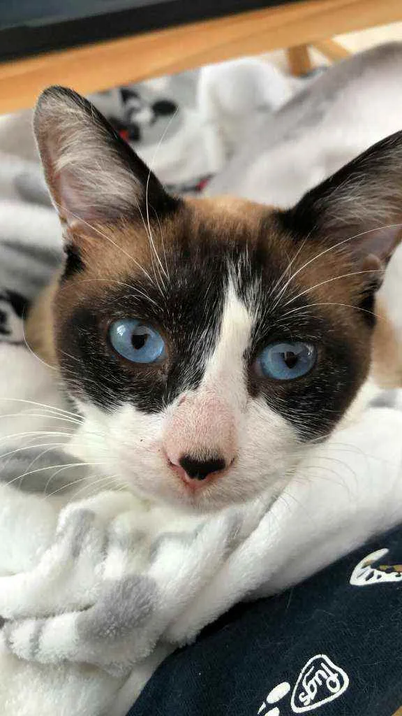 Gato ra a srd idade 1 ano nome Maverik