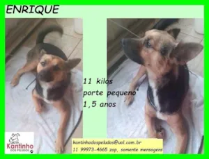 Cachorro raça SRD idade 1 ano nome Enrique