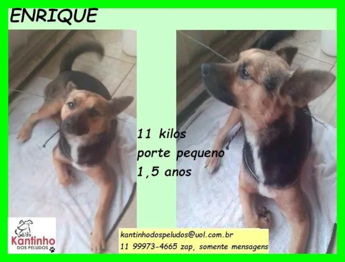 Cachorro raça SRD idade 1 ano nome Enrique